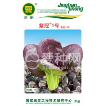 小白菜（油菜）种子 紫冠1号（紫油菜）