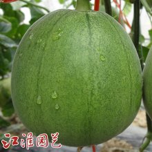 甜瓜种子 翡翠：品质佳，产量高，抗逆性强！