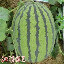 西瓜种子 绿龙688：中熟花皮椭圆大果！
