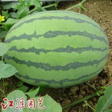 西瓜种子 巨龙：大果、红肉、产量高、耐旱！
