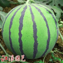 西瓜种子 圆满地168：品质好、产量高、外观美！
