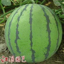 西瓜种子 丰园：畅销全国的早熟、高品质花皮圆果西瓜！