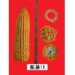 玉米种子 东单13号
