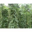 绿箭王  豇豆种子