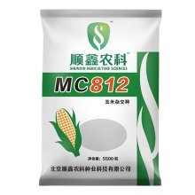 玉米种子 MC812