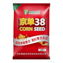 玉米种子 京单38