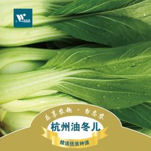 杭州油冬儿 青菜小油菜种子 阳台种菜 蔬菜种子 四季 500粒