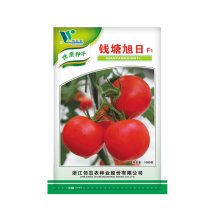 西红柿种子 无限生长型番茄  钱塘旭日