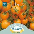 （钱江金珠樱桃番茄）阳台庭院种菜 蔬菜种子 小番茄种子