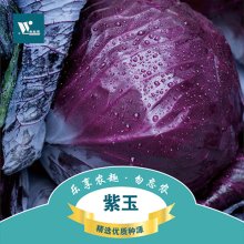 紫玉紫甘蓝种子 50粒 阳台种菜 蔬菜种子甘蓝种子