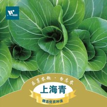 上海青 青菜小油菜种子 阳台种菜 蔬菜种子 四季