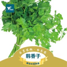 （韩香子香菜）阳台庭院种菜 蔬菜种子 香菜种子 四季