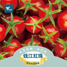（钱江红珠樱桃番茄）阳台庭院种菜 小番茄种子水果番茄