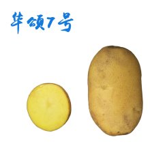 华颂7号--评为好吃的土豆！