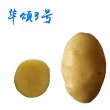 马铃薯种薯 华颂3号-中早熟高产鲜食土豆品种