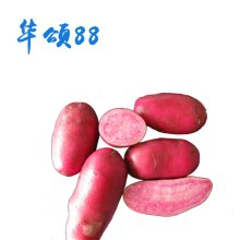 马铃薯种薯 华颂88-中熟特色鲜食品种