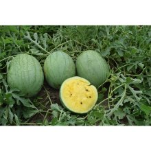 菠萝蜜-礼品西瓜种子  