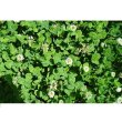 白三叶-瑞文德可作为饲用、绿化、堤岸防护草种、草坪装饰