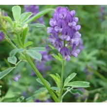 牧草紫花苜蓿 优质高产种子