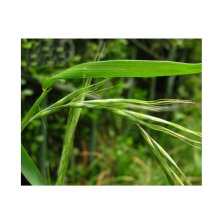 优质饲用、生态兼用型植物品种-披碱草