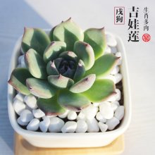 12生肖招财风水多肉 戌狗 吉娃莲（1.5kg/件）