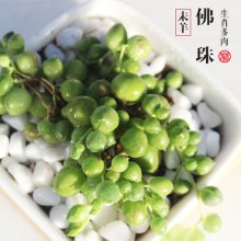 12生肖招财风水多肉 未羊 佛珠（1.5kg/件）
