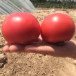 番茄西红柿种子 美琪11号 耐低温抗Ty粉果硬度高耐储运3g/袋包邮