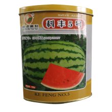 西瓜种子 科丰5号 中晚熟、耐储运、质地细翠100g/罐