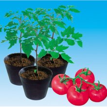 番砧100  番茄砧木种子