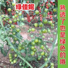 绿佳妮 番茄种子