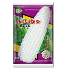 甜香糯668 鲜食玉米种子