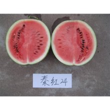 秦红24 西瓜种子