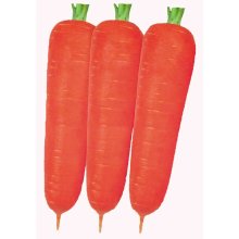 新红歌 胡萝卜种子